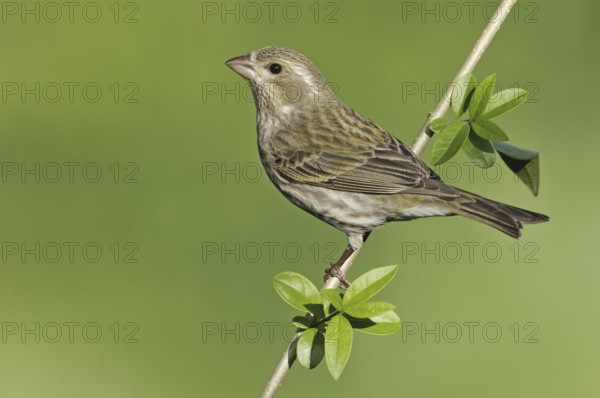 Purple Finch (Haemorhous purpureus) female, British Columbia, Canada