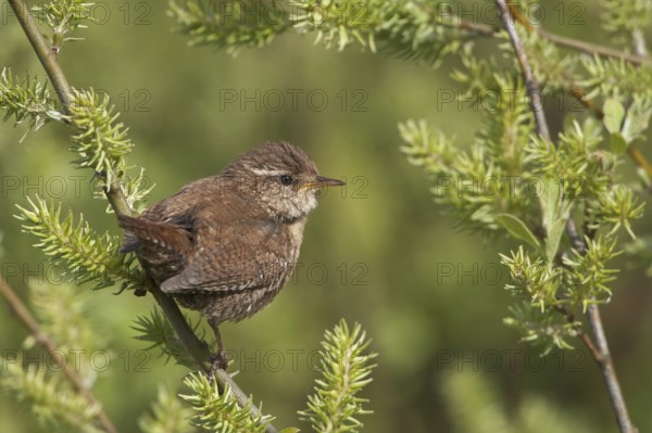 Eurasian Wren (Troglodytes troglodytes), Schleswig-Holstein, Germany