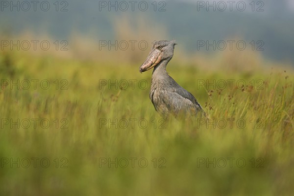 Shoebill (Balaeniceps rex), Uganda