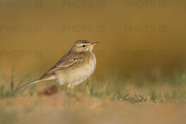 Tawny Pipit - Brachpieper - Anthus campestris, Oman