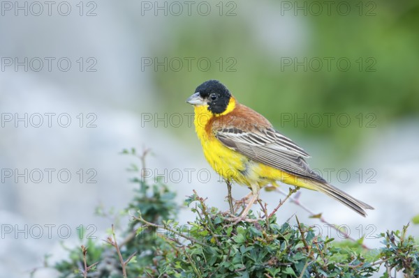 Black-headed Bunting - Kappenammer - Emberiza melanocephala, Croatia, adult male