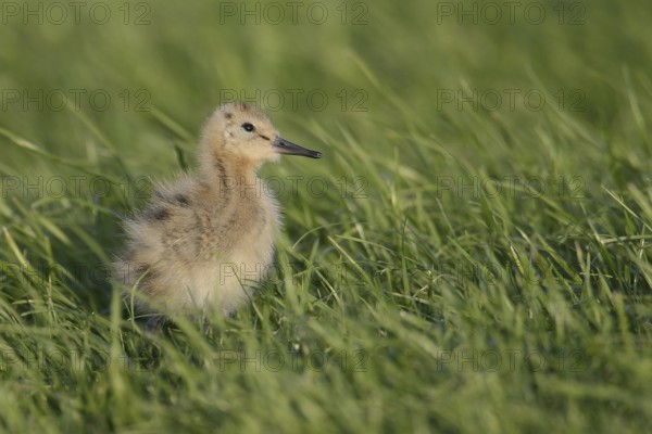 Black-tailed Godwit (Limosa limosa) juvenile, Texel, Netherlands