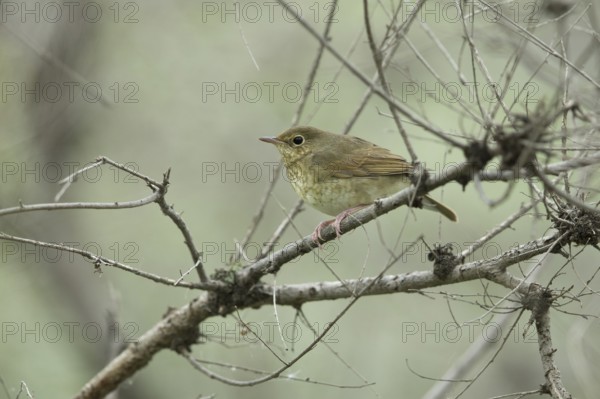 Siberian Blue Robin (Larvivora cyane cyane) young female perched on a branch, Dornod Province, Mongolia