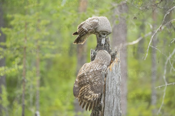Great Grey Owl (Strix nebulosa) male landing on nest with mouse prey in beak, Suomussalmi, Finland