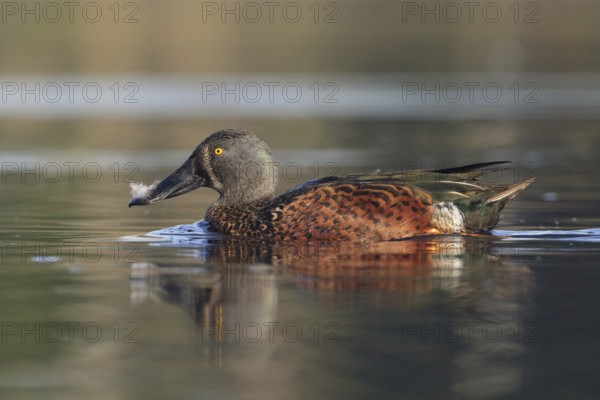Australasian Shoveler (Spatula rhynchotis) male, Victoria, Australia