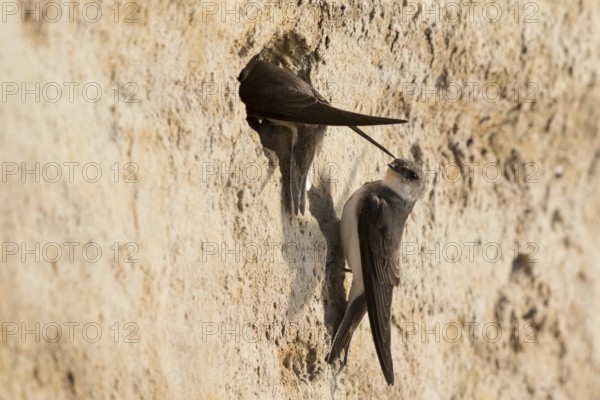 Sand Martin (Riparia riparia) building nest hole, North Rhine-Westphalia, Germany