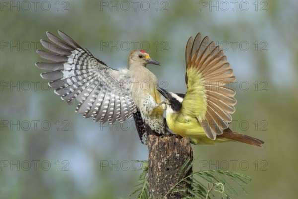 Great Kiskadee (Pitangus sulphuratus) & male Golden-fronted Woodpecker (Melanerpes aurifrons) wrangling, Texas, USA