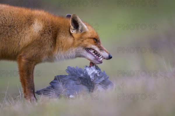 Red Fox (Vulpes vulpes) adult feeds on Common Wood Pigeon (Columba palumbus), Netherlands