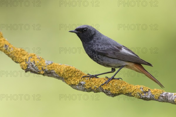 Black Redstart (Phoenicurus ochruros) male perched on a lichen covered branch, Poland