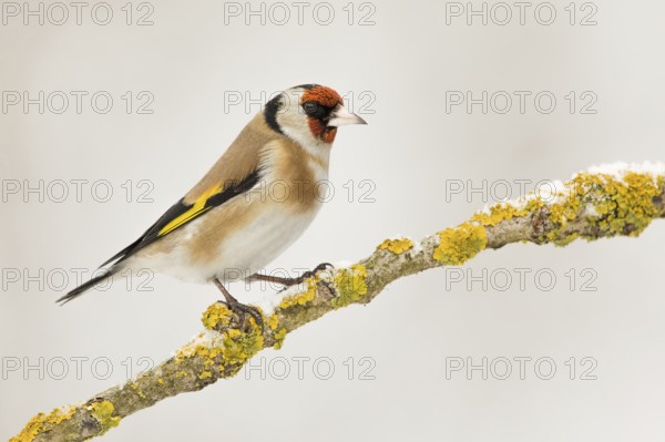European Goldfinch (Carduelis carduelis) perched on a lichen branch, Poland