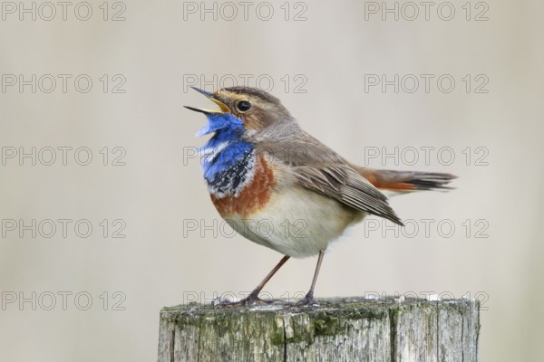 Bluethroat (Luscinia svecica cyanecula) male singing from pale, Netherlands