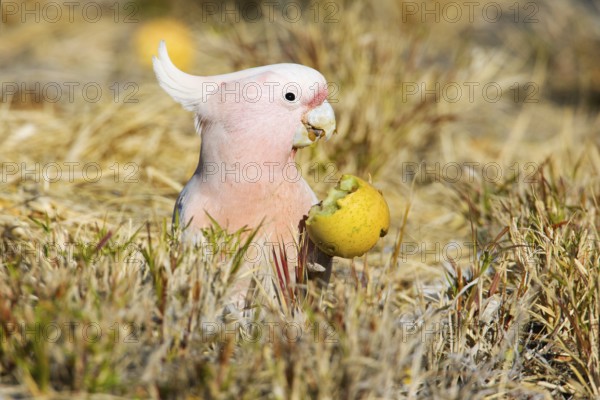Major Mitchell's Cockatoo (Lophochroa leadbeateri) feeding on a Paddy melon (Cucumis myriocarpus), Northern Territory, Australia