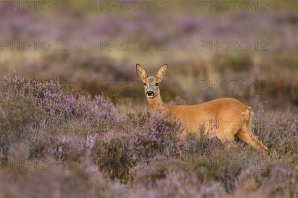 Western Roe Deer (Capreolus capreolus) in flowering heather, North Rhine-Westphalia, Germany