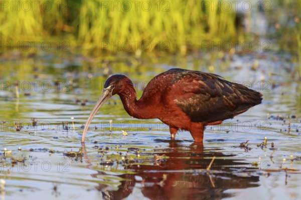 Glossy Ibis (Plegadis falcinellus) foraging, Lesvos, Greece