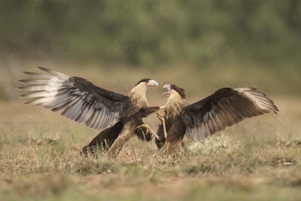 Northern Crested Caracara (Caracara cheriway) juveniles quarreling, Texas, USA