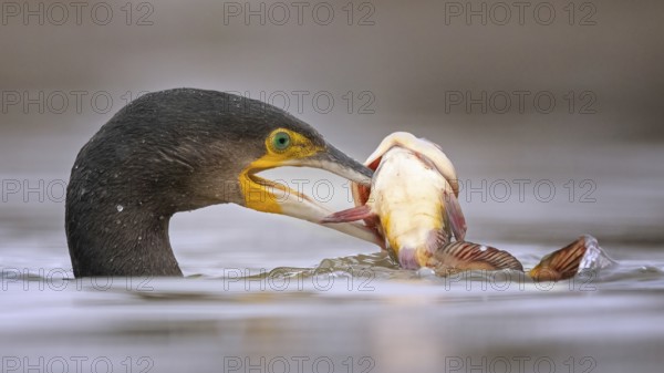Great Cormorant (Phalacrocorax carbo) with captured Black bullhead (Ameiurus melas) prey in its beak, Hungary