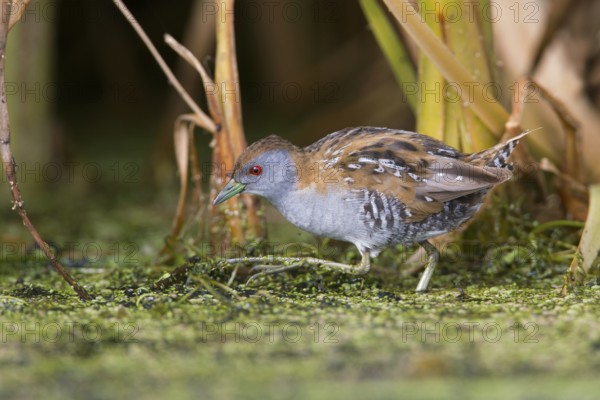 Baillon's Crake (Porzana pusilla palustris) foraging, Victoria, Australia