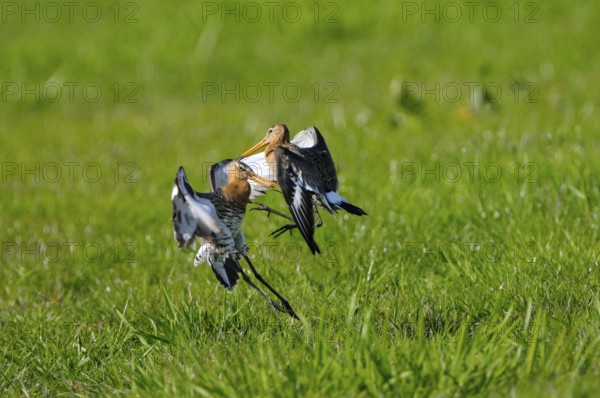 Uferschnepfe (Limosa limosa), Black-tailed Godwit, kaempfende Altvoegel, Mai, Nijkerk, Gelderland, Niederlande