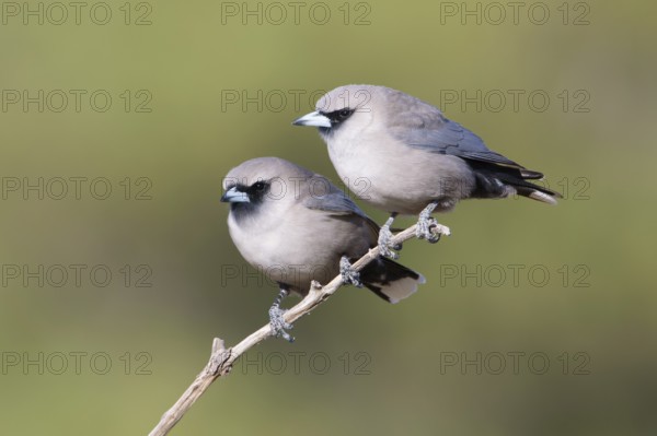 Black-faced Woodswallow (Artamus cinereus) pair perched on a branch, Queensland, Australia