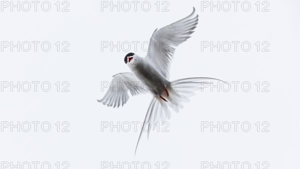 Arctic Tern (Sterna paradisaea) flying, Schleswig-Holstein, Germany