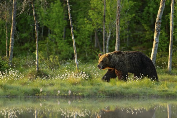 Morning light with big brown bear walking around lake in the morning light. Dangerous animal in nature forest and meadow habitat. Wildlife scene from Finland near Russian border