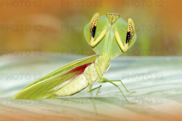 Leaf Mantid, Choeradodis rhombicollis, insect from Ecuador. Beautiful evening back light with wild animal. Wildlife scene from nature. Insect on the green leave. Insect hunter in the nature, America