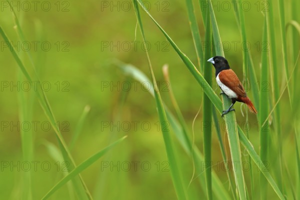 Tricoloured munia, Lonchura malacca, estrildid finch, native to India and Sri Lanka. Bird in the march water grass habitat. Wildlife scene from nature. Little bird sitting straw leave. Animal in green