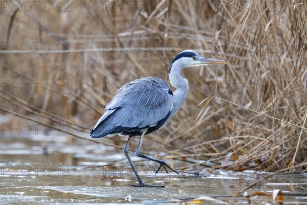 Grey heron (Ardea cinerea) Germany