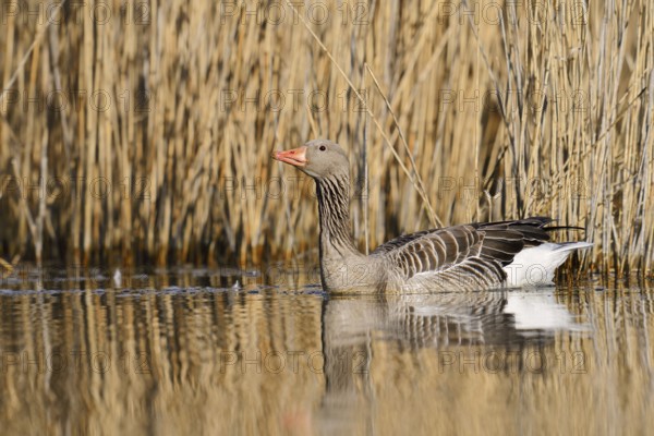 Greylag goose (Anser anser) swimming, North Rhine-Westphalia, Germany