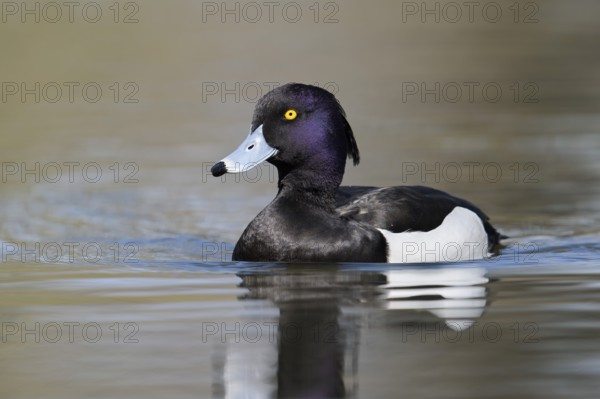 Tufted Duck (Aythya fuligula), drake, swimming, North Rhine-Westphalia, Germany