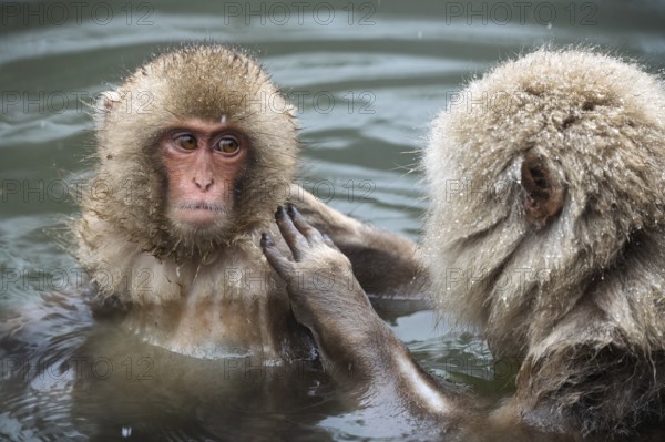Japanese macaques (Macaca fuscata), lounging, wet, bathing, in winter, Jigokudani Snow Monkey Park, Yamanouchi, Shimotakai, Nagano Prefecture, Japan