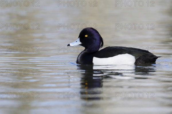 Tufted Duck (Aythya fuligula), drake, swimming, North Rhine-Westphalia, Germany