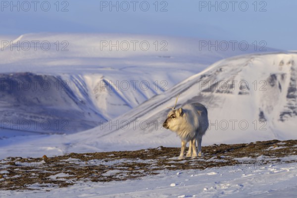 Svalbard reindeer (Rangifer tarandus platyrhynchus) adult in winter coat casting antlers on snow covered tundra in spring on Spitsbergen, Norway