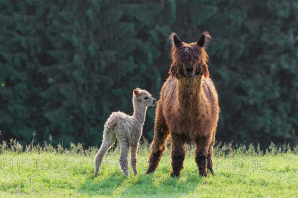 A newly born white alpaca (Vicugna pacos) stands next to its brown mother on a green meadow in hilly terrain. Backlight in front of a dark forest in the background