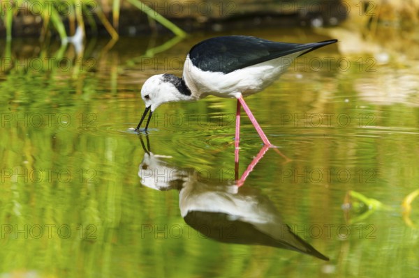 A bird drinking from a calm body of water, its reflection can be seen in the green water, Black-winged Stilt (Himantopus himantopus), France