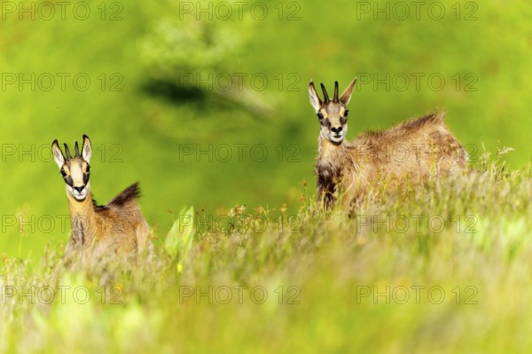 Chamois posing on a green meadow flooded with sunlight, chamois, chamois, (Rupicapra rupicaprae), wildlife, Vosges, France