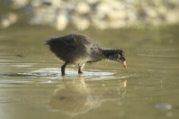 Green-footed moorhen (Gallinula chloropus) young bird foraging in the water in a gravel pit, Allgäu, Bavaria, Germany, Allgäu, Bavaria, Germany