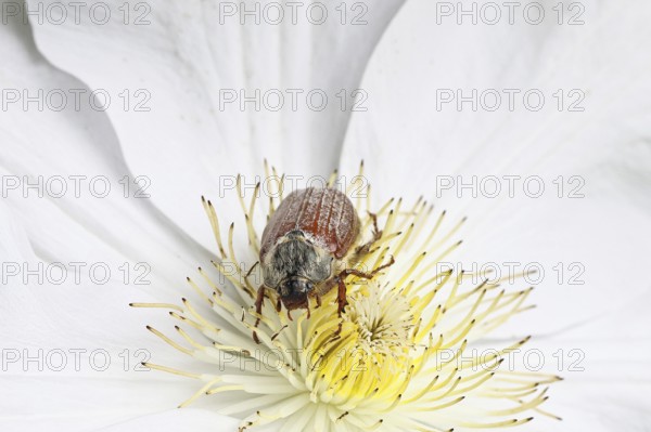 Cockchafer, field cockchafer (Melolontha melolontha), female on a clematis flower, Wilnsdorf, North Rhine-Westphalia, Germany
