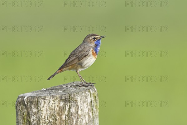 Bluethroat (Luscinia svecica cyanecula), male, on a pasture fence post, wildlife, Lembruch, Ochsen Moor, Dümmer nature park Park, Lower Saxony, Germany