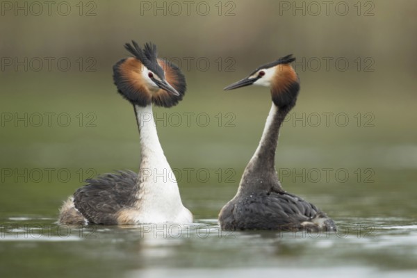 Great Crested Grebe (Podiceps Scalloped ribbonfish), couple in courtship, courting couple, two great crested grebes swimming breast to breast opposite each other, courtship, shaking their heads gracefully, raised feather collar, head shaking, courtship ritual, tenderness and grace, courtship serves to bond the couple, strengthening the partnership, waterfowl, native nature, Lower Rhine, Rhineland, North Rhine-Westphalia, Germany, Western Europe