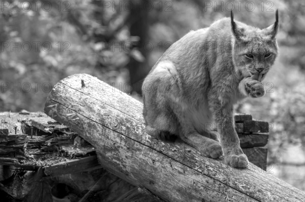 Eurasian lynx (Lynx lynx) licking its paw, wildlife park, Bavaria, Germany