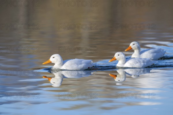 Domestic ducks swimming on a pond, Innsbruck, Tyrol, Austria