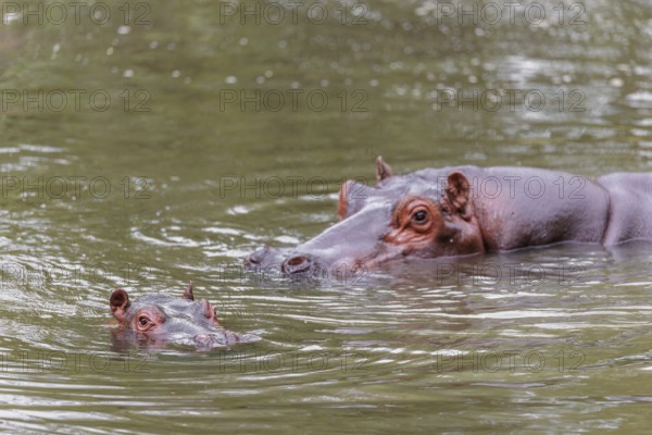 A baby hippopotamus (Hippopotamus amphibius) and its mother swimming in a river