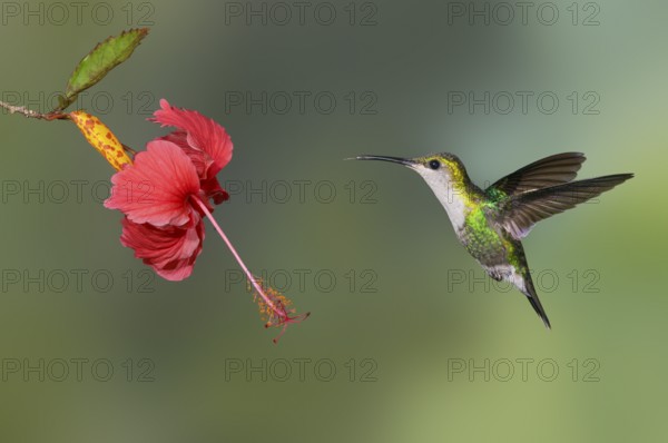 Purple-crowned Woodnymph (Thalurania colombica) at Laguna Lagarto Lodge near Boca Tapada, Costa Rica