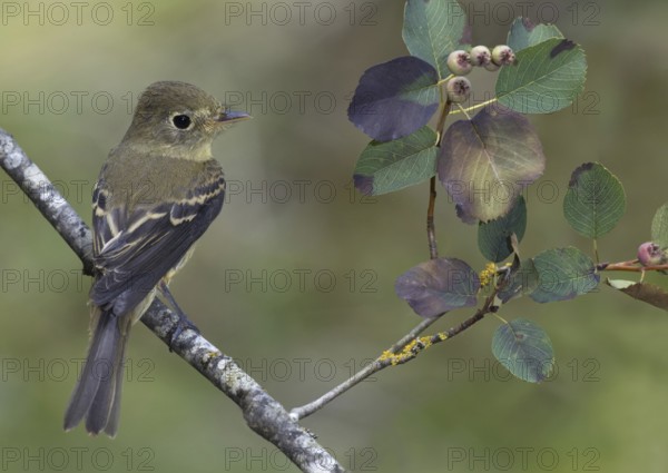 Pacific-slope Flycatcher (Empidonax difficilis), British Columbia, Canada