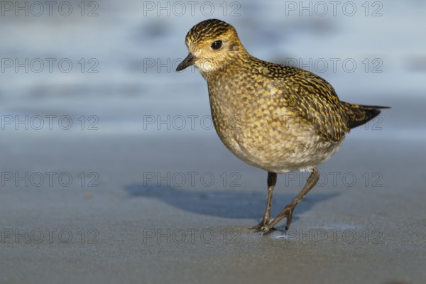 Goldregenpfeifer; lat. Pluvialis apricaria; am Spüsaum der Düne von Helgoland bei der Nahrungssuche; von vorn