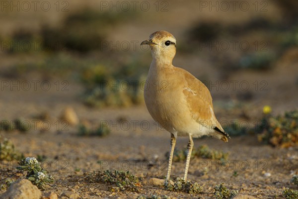 Cream-colored Courser (Cursorius cursor), Fuerteventura, Spain