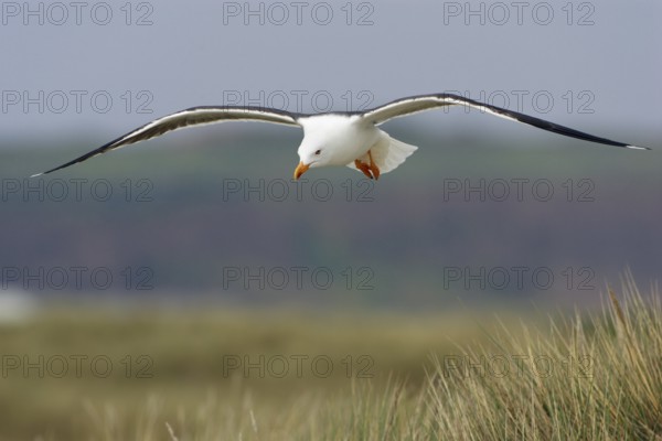 Heringsmoewe; lat. Larus fuscus; im Flug über dem Dünengras