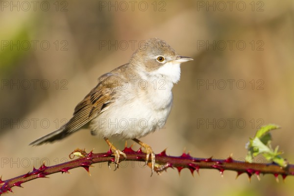 Common Whitethroat (Sylvia communis), Baden-Wuerttemberg, Germany