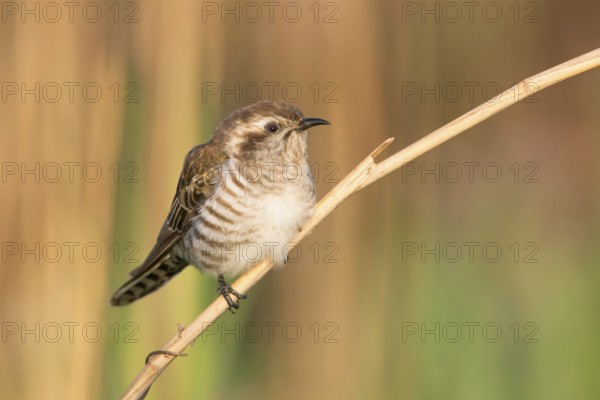 Horsfield's Bronze Cuckoo (Chrysococcyx basalis), Victoria, Australia